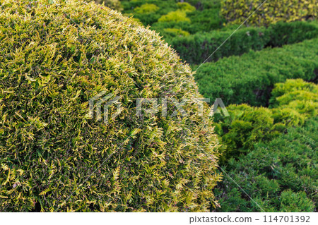 Thuja bush trimmed into a ball shape grows in the garden 114701392