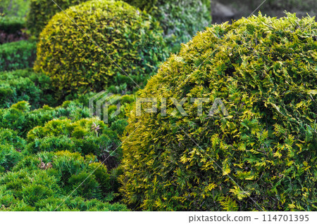 Thuja bushes trimmed into a ball shape grow in the garden, 114701395
