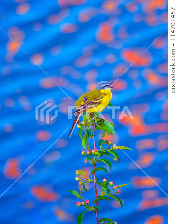 Western yellow wagtail is perching on a branch and singing against a blue water. Western yellow wagtail is perching on a branch and singing against a blue water. 114701457