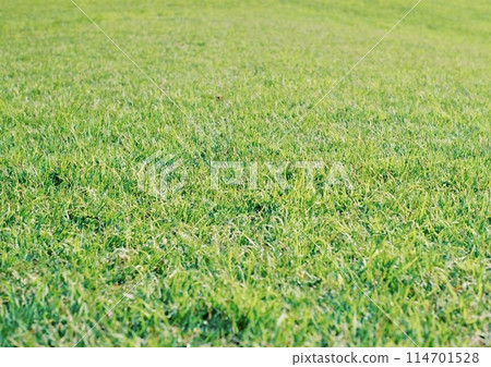 Green lawn 114701528