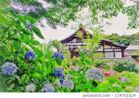 Hondo-ji Temple in Matsudo City, Chiba Prefecture, a famous spot for hydrangeas Hondo-ji Temple in Matsudo City, Chiba Prefecture, a famous spot for hydrangeas 114701824