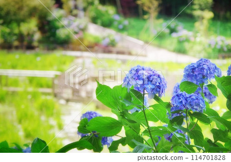 雨季時,繡球花在陽光下閃閃發光 雨季時,繡球花在陽光下閃閃發光 114701828