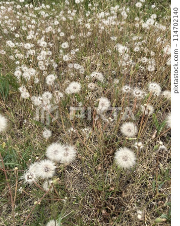 white dandelions on a meadow 114702140