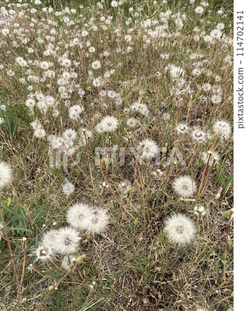 white dandelions on a meadow 114702141