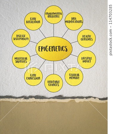 Epigenetics, study of heritable changes in gene expression or cellular phenotype caused by mechanisms other than changes in the underlying DNA sequence, mind map infographics. Epigenetics, study of heritable changes in gene expression or cellular phenotype caused by mechanisms other than changes in the underlying DNA sequence, mind map infographics. 114703285