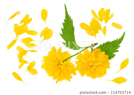 Yellow flower of kerria japonica isolated on white background. Top view. Flat lay 114703714