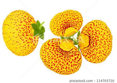 Calceolaria flower isolated on white background. Top view. Flat lay Calceolaria flower isolated on white background. Top view. Flat lay 114703720