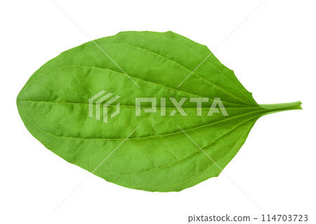 fresh plantain leaves isolated on white background. Top view. Flat lay 114703723