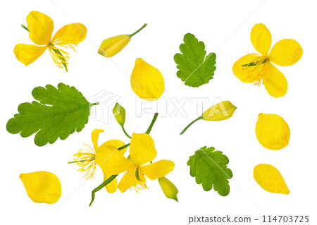 Celandine flower isolated on white background. Top view. Flat lay 114703725