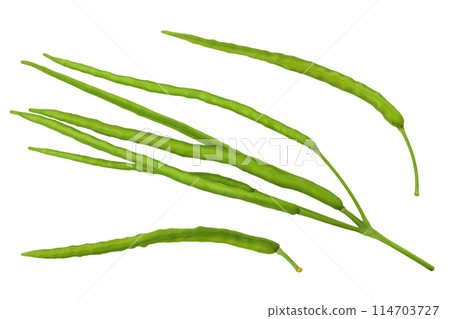seed pod of Celandine flower isolated on white background. Top view. Flat lay 114703727