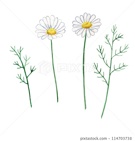 Hand painted watercolor illustration of a chamomile: flower, leaves isolated on white background Hand painted watercolor illustration of a chamomile: flower, leaves isolated on white background 114703738