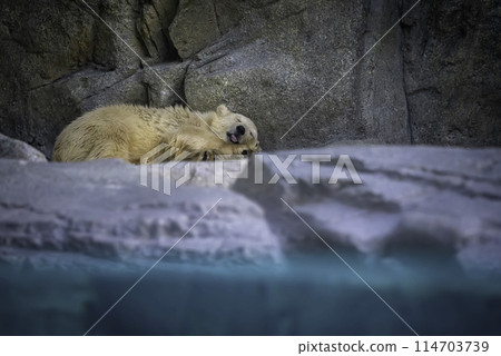 Sleeping baby polar bear Sleeping baby polar bear 114703739