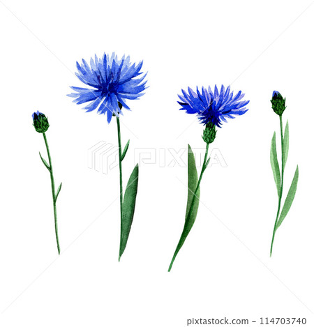 Hand painted watercolor illustration of a cornflower: flower, leaves, bud isolated on white background Hand painted watercolor illustration of a cornflower: flower, leaves, bud isolated on white background 114703740