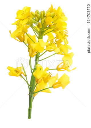 Rapeseed flowers isolated on white background, Top view. Flat lay 114703750
