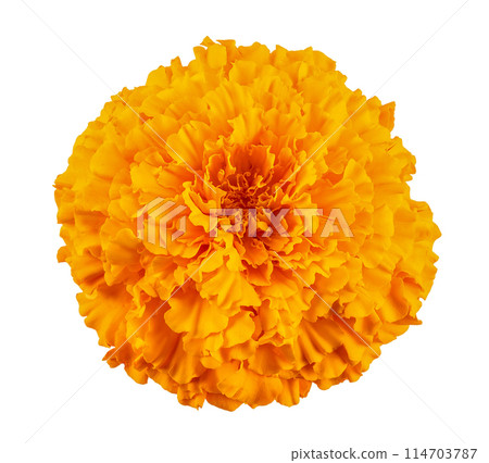 fresh marigold or tagetes erecta flower isolated on white background. Top view. Flat lay fresh marigold or tagetes erecta flower isolated on white background. Top view. Flat lay 114703787