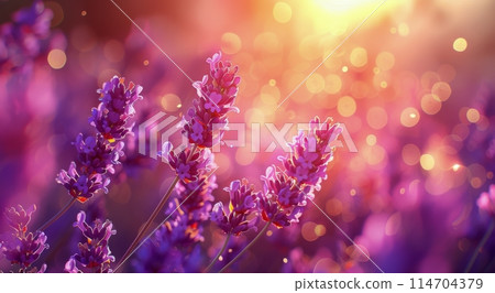 Lavender flowers swaying in the wind during sunset 114704379