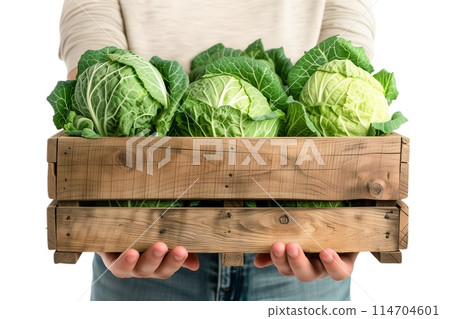 A man's hands hold box with cabbage on a white or transparent background. Selling cabbage at a market or store close-up. 114704601