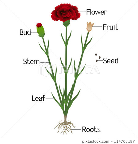 Parts of carnation plant isolated on a white. 114705197