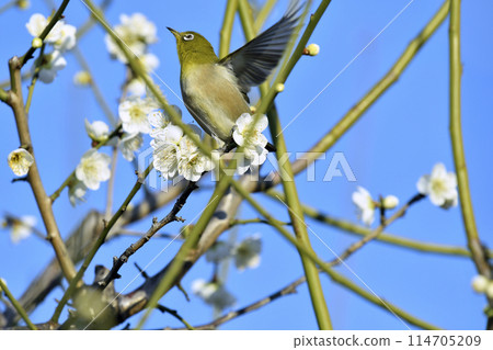 White-eye on a white plum blossom in full bloom (spring image) (heartwarming image) White-eye on a white plum blossom in full bloom (spring image) (heartwarming image) 114705209