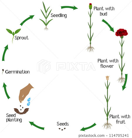 A growth cycle of a carnation flowers on a white background. 114705241