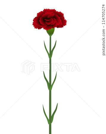 A dark red carnation flower isolated on white background. 114705274