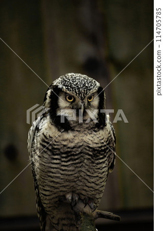 Northern hawk-owl (Surnia ulula).. 114705785