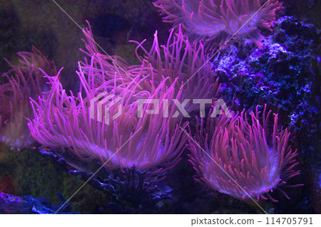 Closeup up a colorful sea anemone Closeup up a colorful sea anemone 114705791