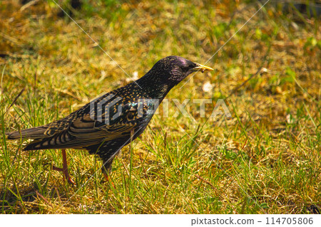 Common starling bird - Common Starling scientific called Sturnus Vulgaris. 114705806