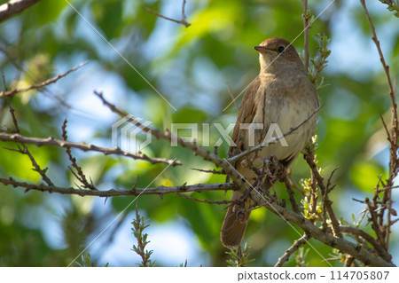 male Common nightingale (Luscinia megarhynchos) sits on a branch male Common nightingale (Luscinia megarhynchos) sits on a branch 114705807