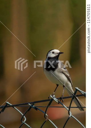 Cute bird white wagtail, Motacilla alba 114705811