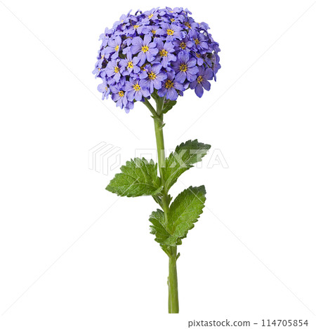 Heliotrope clusters of small purple flowers on sturdy stems in a blue glazed ceramic pot 114705854