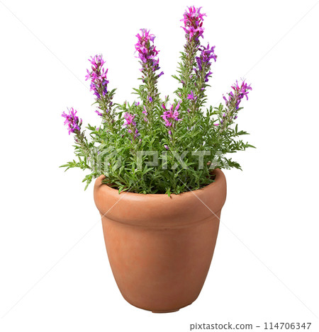 Cuphea small tubular red and purple flowers on compact plants in a terracotta pot Cuphea Cuphea small tubular red and purple flowers on compact plants in a terracotta pot Cuphea 114706347