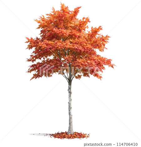 Maple Tree tall tree with a straight trunk and wide orange and red leaves fluttering 114706410