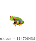 Cute red eyed tree frog Agalychnis callidryas clinging to leaf vibrant green skin striking red 114706438