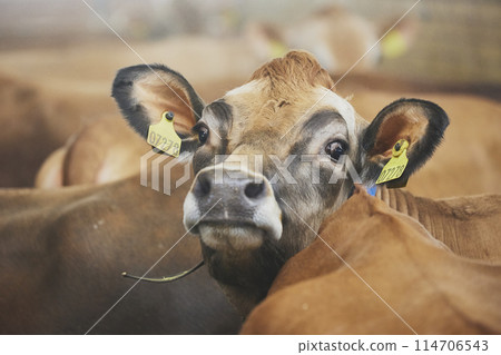 Cute Jersey cow on a modern farm in Denmark 114706543