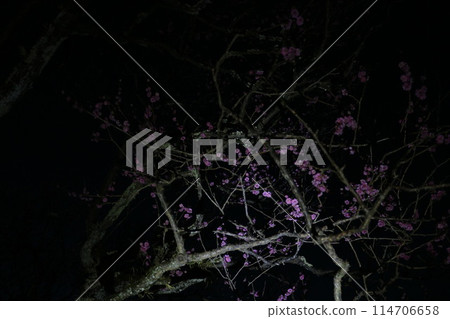 illuminated plum 114706658