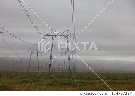 Wildflowers around electric poles at Carrizo Plain National Monument and Soda lake Wildflowers around electric poles at Carrizo Plain National Monument and Soda lake 114707287