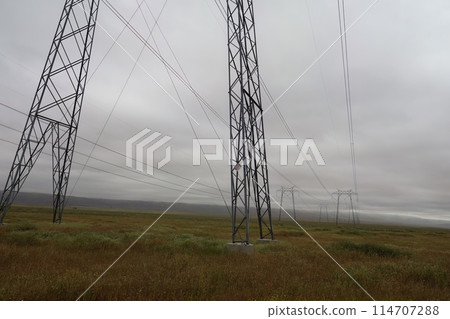 Wildflowers around electric poles at Carrizo Plain National Monument and Soda lake 114707288