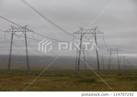 Wildflowers around electric poles at Carrizo Plain National Monument and Soda lake 114707292
