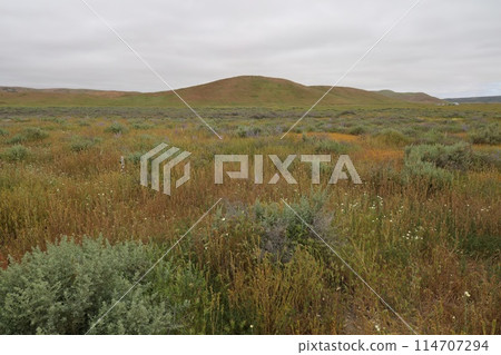Wildflowers at Carrizo Plain National Monument and Soda lake Wildflowers at Carrizo Plain National Monument and Soda lake 114707294