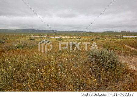 Wildflowers at Carrizo Plain National Monument and Soda lake Wildflowers at Carrizo Plain National Monument and Soda lake 114707352