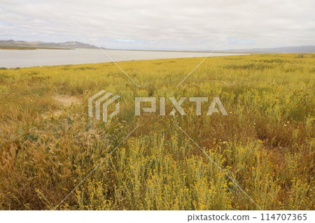 Wildflowers at Carrizo Plain National Monument and Soda lake Wildflowers at Carrizo Plain National Monument and Soda lake 114707365