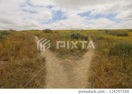 Wildflowers at Carrizo Plain National Monument and Soda lake 114707389