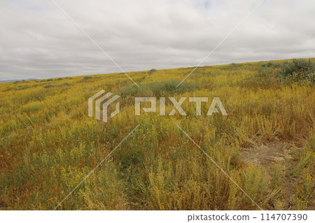 Wildflowers at Carrizo Plain National Monument and Soda lake 114707390