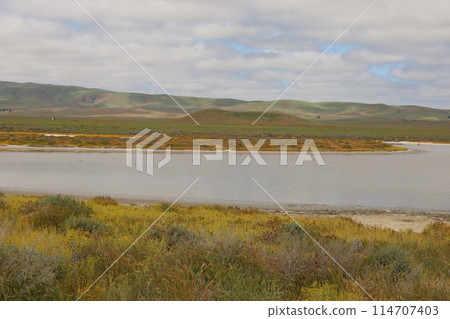 Wildflowers at Carrizo Plain National Monument and Soda lake 114707403