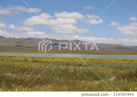 Wildflowers at Carrizo Plain National Monument and Soda lake Wildflowers at Carrizo Plain National Monument and Soda lake 114707443