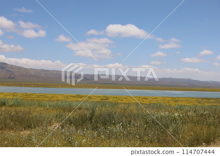 Wildflowers at Carrizo Plain National Monument and Soda lake 114707444
