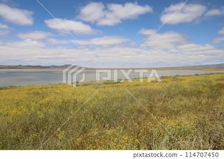 Wildflowers at Carrizo Plain National Monument and Soda lake 114707450