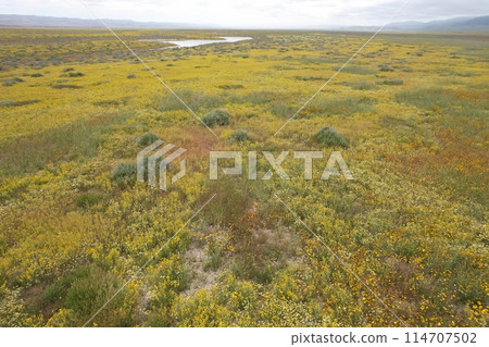 Wildflowers at Carrizo Plain National Monument and Soda lake Wildflowers at Carrizo Plain National Monument and Soda lake 114707502