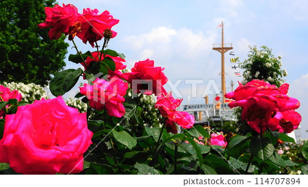 A park in full bloom with red roses, clouds in the blue sky and the Hikawa Maru 114707894